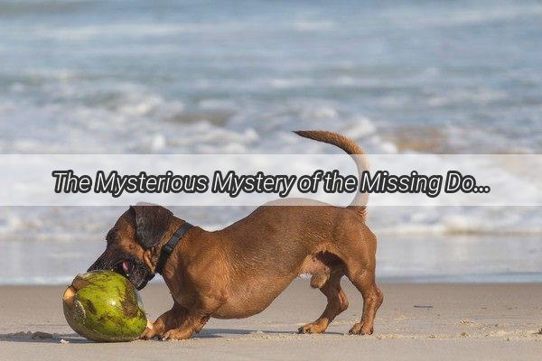 The Mysterious Mystery of the Missing Dog Skin Whats Causing That Scaly Scare